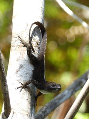 Anolis homolechis