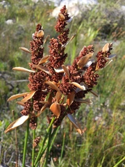 Elegia racemosa