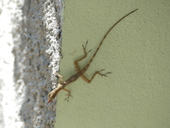 Anolis argenteolus