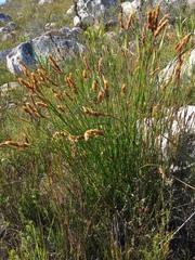Elegia racemosa