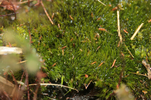 Representative image of Campylopus brevipilus