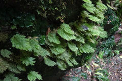 Dendrohypopterygium filiculiforme