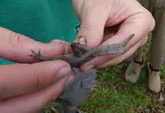 Anolis homolechis
