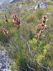 Elegia racemosa