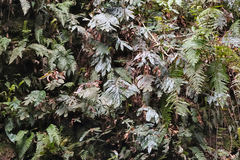 Blechnum colensoi