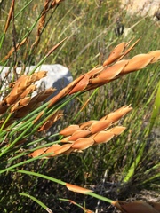 Elegia racemosa