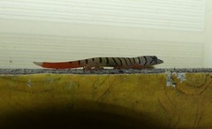 Sphaerodactylus elegans