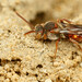 木斑蜂屬 - Photo 由 Max McCarthy 所上傳的 (c) Max McCarthy，保留部份權利CC BY-NC