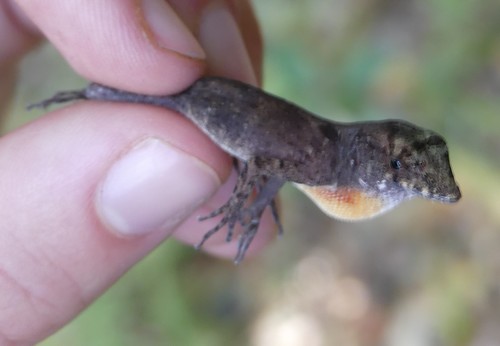 Anolis allogus