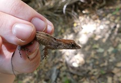 Anolis homolechis