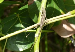 Anolis porcatus