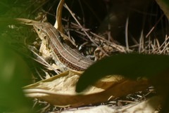 Pholidoscelis auberi