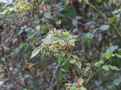 Image of Clematis catesbyana