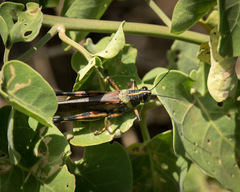 Schistocerca melanocera