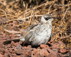 Mimus parvulus
