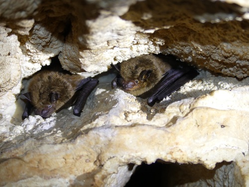 Eptesicus dutertreus