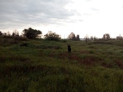 Triticum dicoccoides