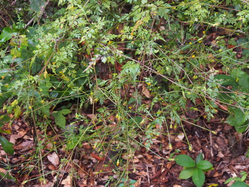 Bidens bipinnata image