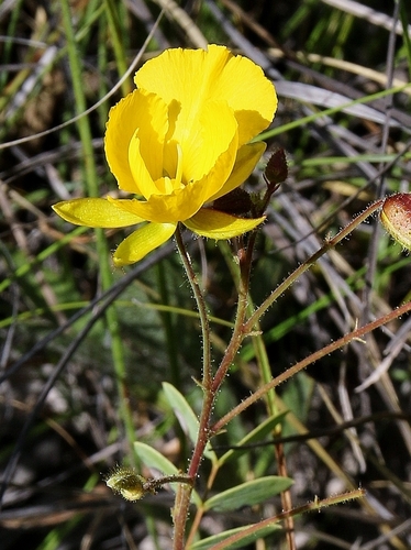 Chamaecrista altoana
