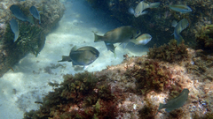 Girella punctata