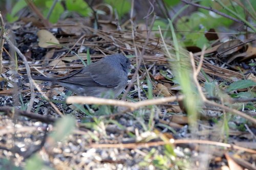 Dark-eyed Junco photographed in Mississippi