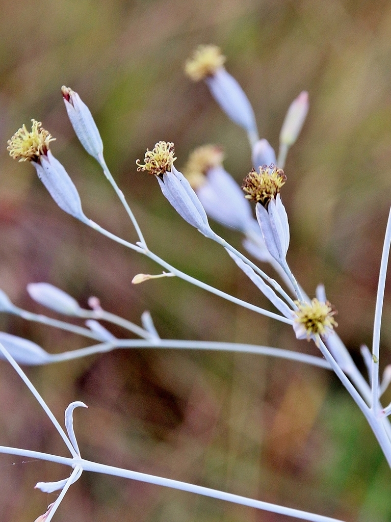 Porophyllum angustissimum