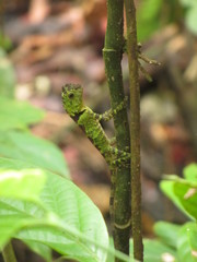 Gonocephalus liogaster