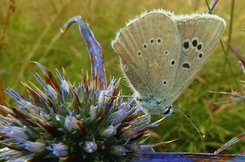 Agrodiaetus dolus (Hübner)