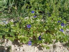 Anagallis