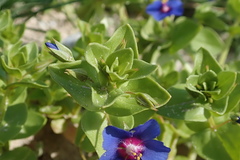 Anagallis