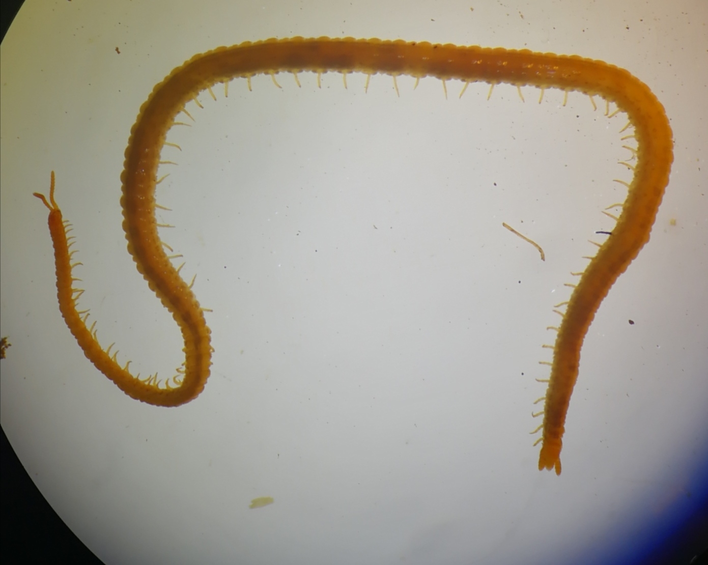 Dignathodon microcephalus Lucas, 1846