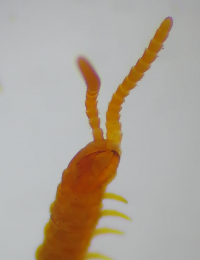 Dignathodon microcephalus Lucas, 1846