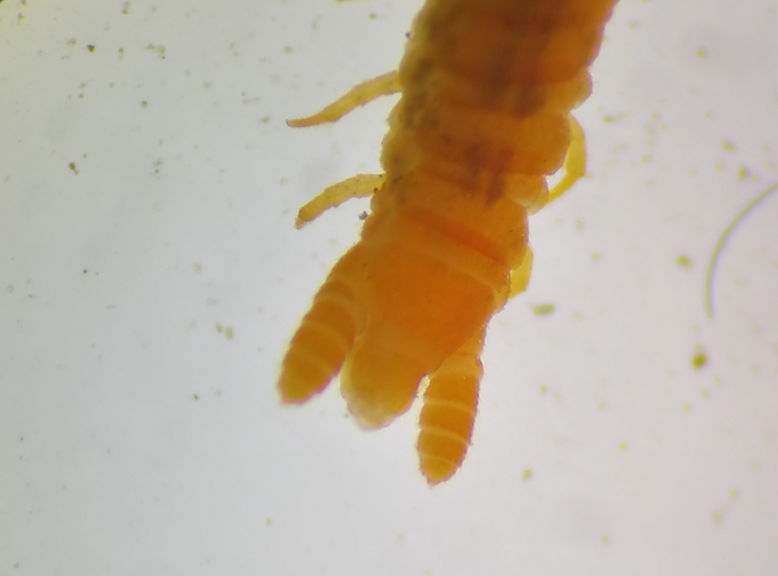 Dignathodon microcephalus Lucas, 1846