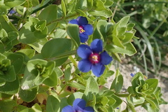 Anagallis