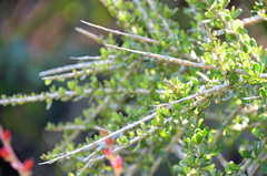 Melicytus