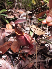 Nepenthes rafflesiana