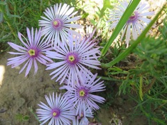 Lampranthus leptaleon