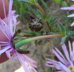 Lampranthus leptaleon