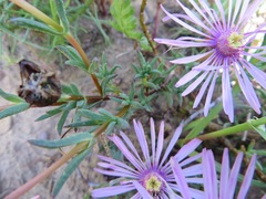 Lampranthus leptaleon