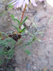 Lampranthus leptaleon
