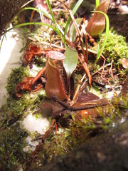 Nepenthes rafflesiana