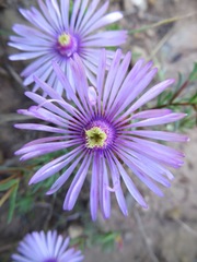 Lampranthus leptaleon