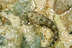 Tridentiger trigonocephalus