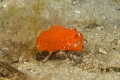 Doriopsilla peculiaris
