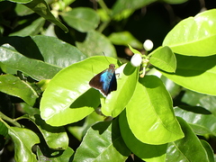 Astraptes habana