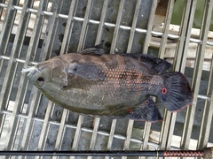 Astronotus ocellatus