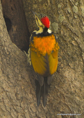 Black-rumped Flameback