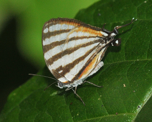 Togarna Hairstreak