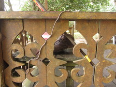 Dryophiops rubescens