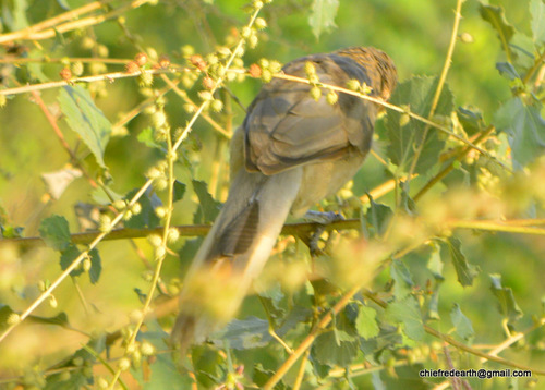 Large Grey Babbler